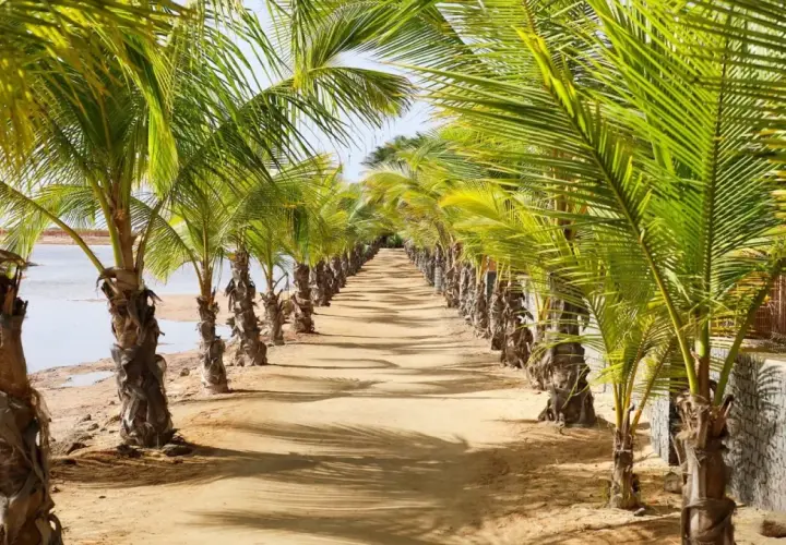 Aleja palm na plaży, idealna na październikowe wakacje na Wyspach Zielonego Przylądka. Słoneczna pogoda i szum oceanu.