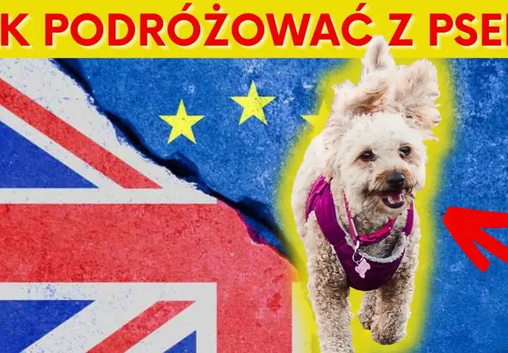 Jak przewieźć psa z Polski do Anglii? Ważne wymagania i porady