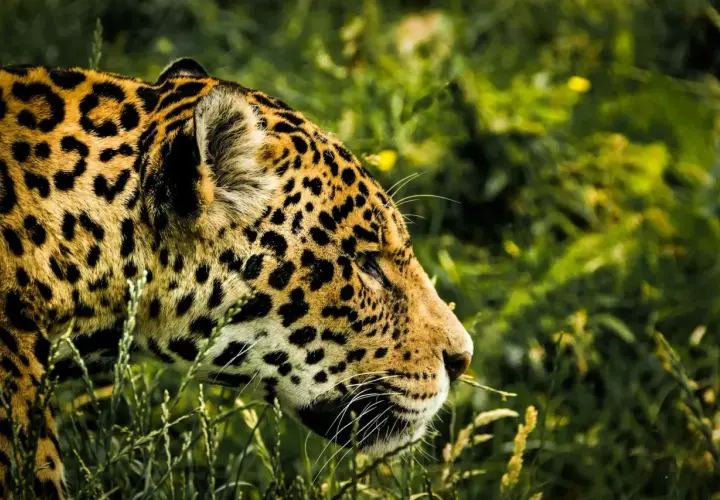 Piękny jaguar w trawach Pantanalu, jego cętkowane futro lśni w słońcu.