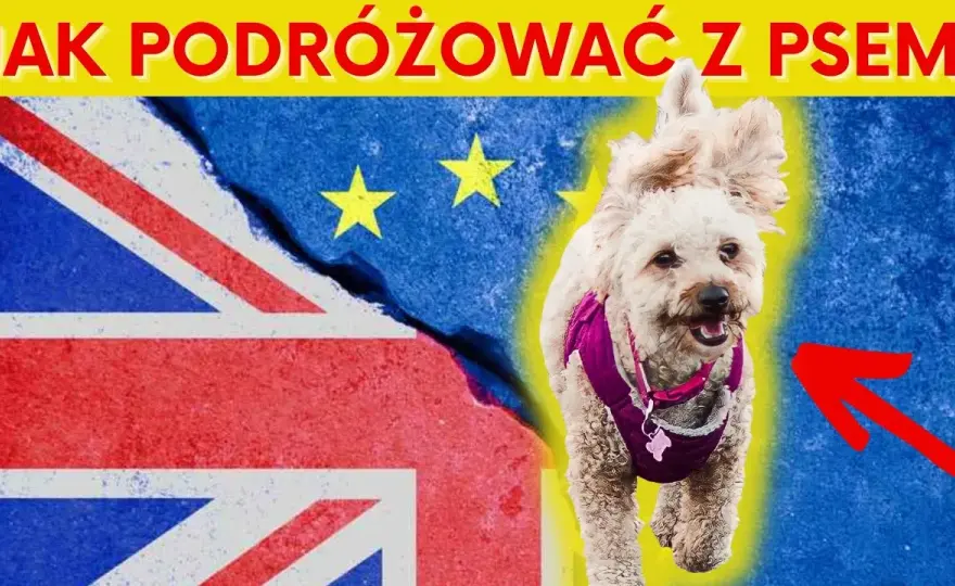 Jak przewieźć psa z Polski do Anglii? Ważne wymagania i porady