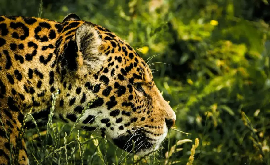 Pantanal - Jak zaplanować wyjazd, by zobaczyć najwięcej?