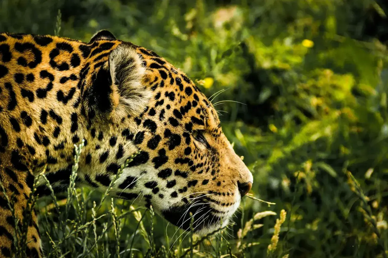 Piękny jaguar w trawach Pantanalu, jego cętkowane futro lśni w słońcu.